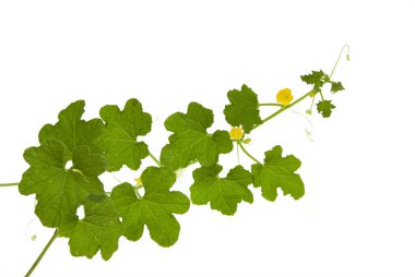  Melon tree isolated on white background. Clipping path.