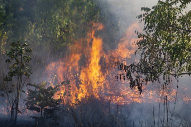 The fire is burning  grass  on the side of the road. Wildfire.