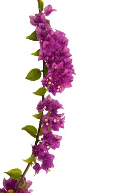 Beyaz arka plan üzerinde izole begonvillerle. Kağıt çiçek .