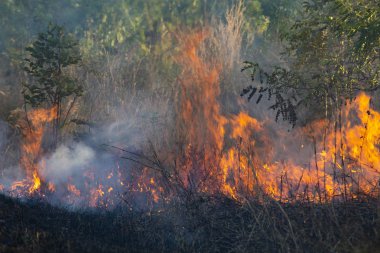 The fire is burning  grass  on the side of the road. Wildfire.