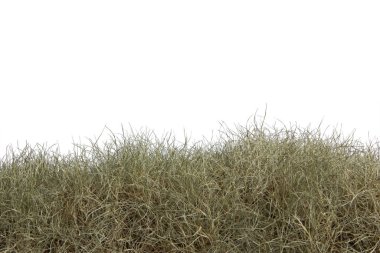 Beyaz arka planda izole edilmiş kuru çim.klipli kuru çim alanı
