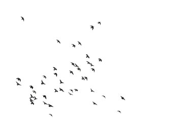 Beyaz arka planda izole uçan güvercinlerin flocks. Kırpma 