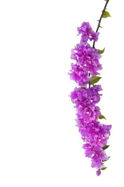 Bougainvillea isolerad på vit bakgrund. — Stockfoto