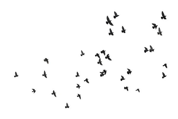 Bandos de pombos voadores isolados sobre fundo branco. Recorte — Fotografia de Stock