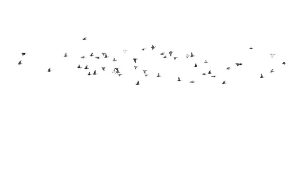 Stada latających gołębi wyizolowanych na białym tle. Przycinania — Zdjęcie stockowe