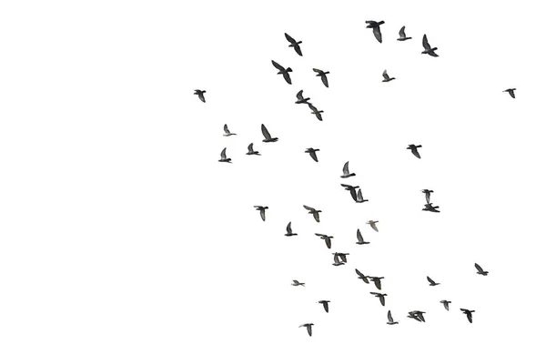 Manadas de palomas voladoras aisladas sobre fondo blanco. Recorte —  Fotos de Stock