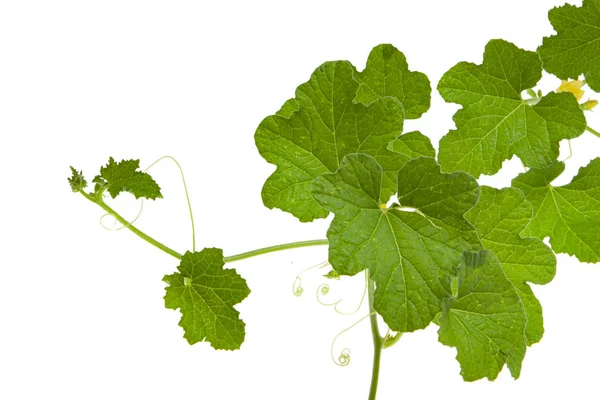 Melon tree isolated on white background. Clipping path. — 스톡 사진