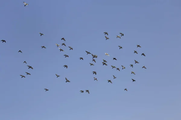 Hejna létajících holubů na modré obloze . — Stock fotografie