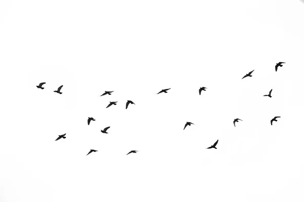 Manadas de palomas voladoras aisladas sobre fondo blanco. Recorte —  Fotos de Stock