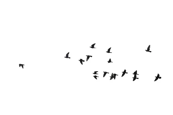 Stormi di piccioni volanti isolati su sfondo bianco. Ritaglio — Foto Stock