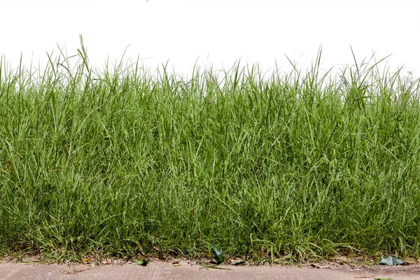 Rumput terisolasi dengan latar belakang putih. Potong tapak . — Stok Foto