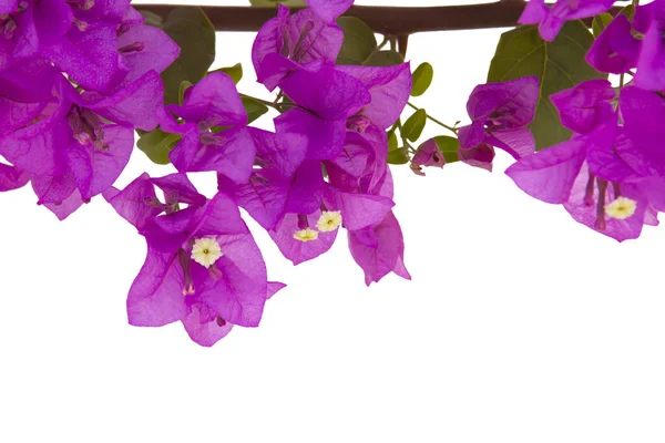 Bougainvilleas branch isolated on white background. Clipping pat — Stockfoto