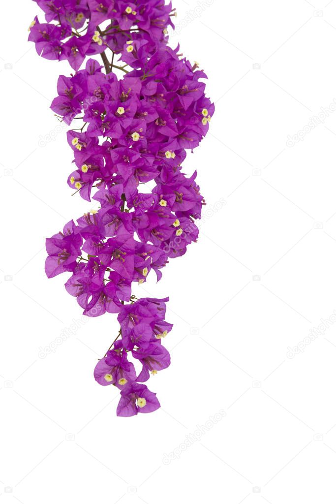 Bougainvilleas isolated on white background.