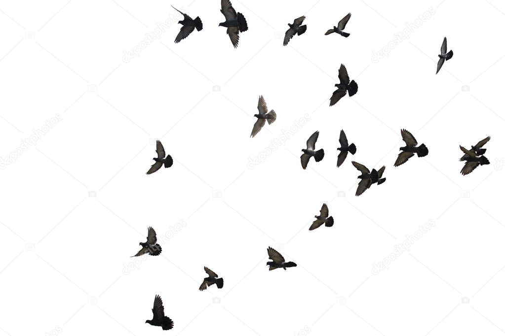 Flocks of flying pigeons isolated on white background. Clipping 