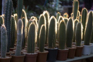 Cactus with blurred nature background.