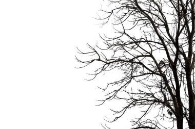 Ölü dallar, siluet ölü ağaç veya kuru ağaç üzerinde beyaz backgr