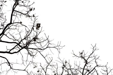 Ölü dallar, siluet ölü ağaç veya kuru ağaç üzerinde beyaz backgr