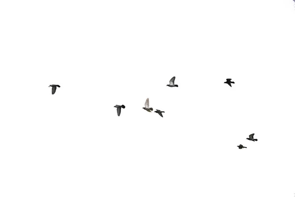 Schwärme fliegender Tauben isoliert auf weißem Hintergrund. Ausschnitt — Stockfoto