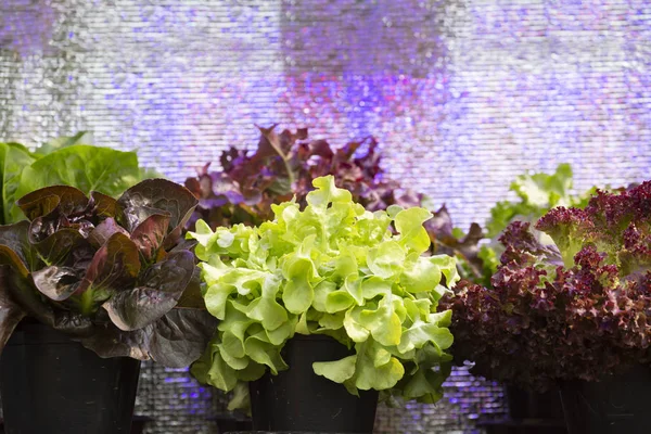 Salad or Lettuce . Home-grown vegetable concept.