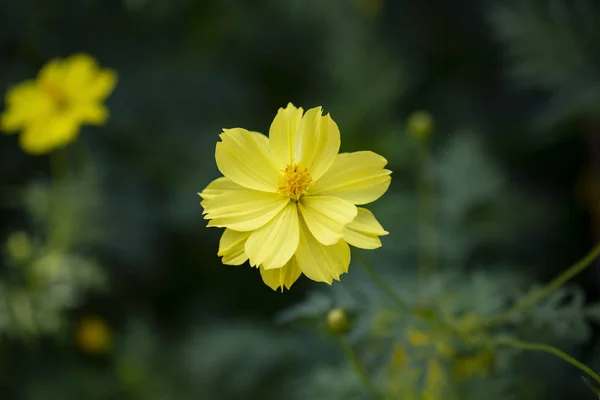 Sarı Kozmos ya da Sülfür Kozmos Çiçeği. — Stok fotoğraf