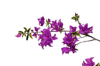 Begonvilleas şube beyaz arka planda izole. Kırpma yolu