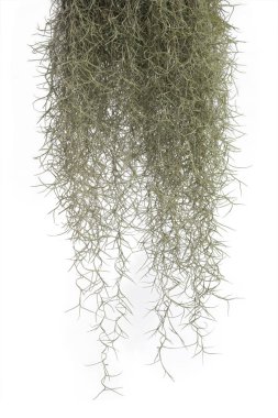 Spanish moss isolate on white background. Clipping path.