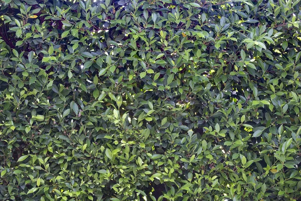 Spring hedge or green leaves wall  background. — Stock Photo, Image