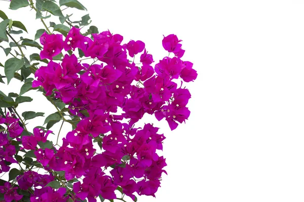 Bougainvilleas ramo isolado no fundo branco.Clipping caminho — Fotografia de Stock