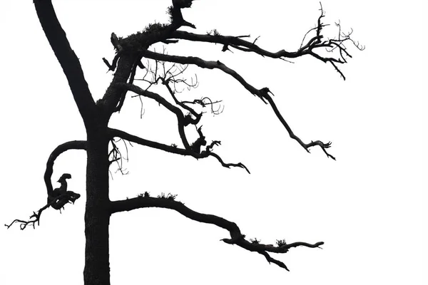 Uschlé větve, silueta uschlého stromu nebo suchý strom na bílém pozadí — Stock fotografie