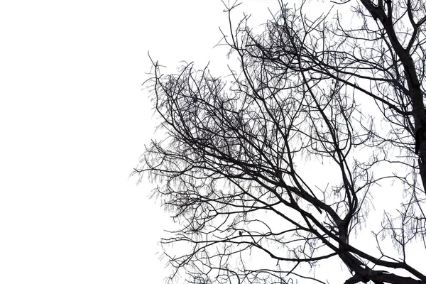 Branches mortes, arbre mort Silhouette ou arbre sec sur fond blanc — Photo