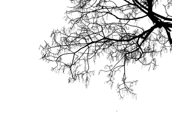 Branches mortes, arbre mort Silhouette ou arbre sec sur fond blanc — Photo