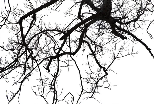 Döda grenar, Silhouette döda träd eller torra träd på vit bakgrunds — Stockfoto