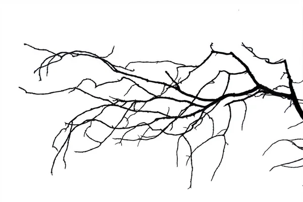 Abgestorbene Äste, Silhouette toter Baum oder trockener Baum auf weißem Grund — Stockfoto