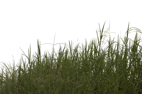 Erba isolata su sfondo bianco. Percorso di ritaglio . — Foto Stock