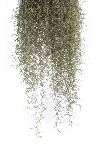 Spanish moss isolate on white background. Clipping path.