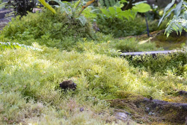 Green Garden Moss Garden — Stock Photo, Image