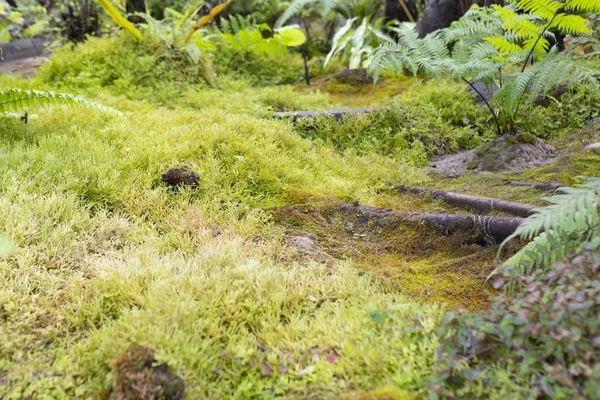 Moss Garden Green Garden — Stock Photo, Image