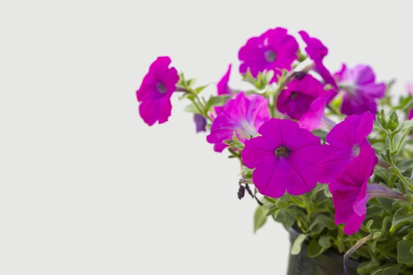 Bellissimo Fiore Petunia Sfondo Bianco — Foto Stock