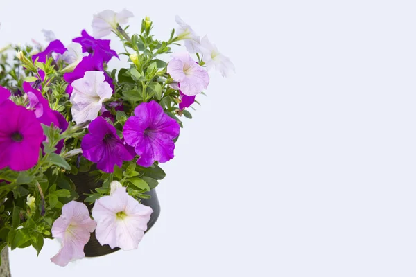 Bellissimo Fiore Petunia Sfondo Bianco — Foto Stock