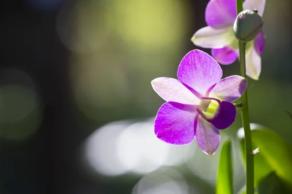 Bellissimo Fiore Orchidea Natura Con Sfondo Sfocato — Foto Stock