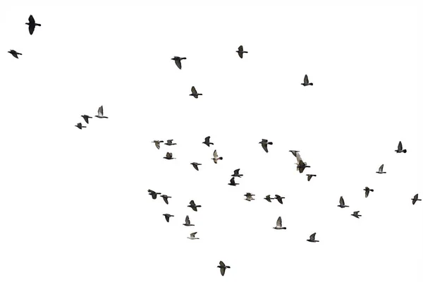 Flocks Flying Pigeons Isolated White Background Clipping Path Royalty Free Stock Photos