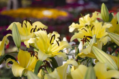 Sarı zambak çiçekli tarlalar.