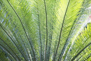 Cycad palmiye ağacı arkaplanından yapraklar.