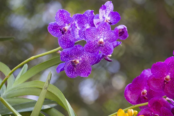 Bella Orchidea Vanda Thailandia — Foto Stock