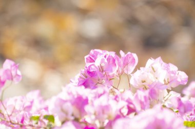 Bulanık bir geçmişi olan Bougainvilleas. Kağıt çiçek. 