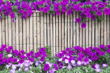 Petunya çiçeği ve bambu arka plan.