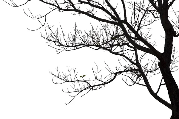 Abgestorbene Äste Silhouette Toter Baum Oder Trockener Baum Auf Weißem — Stockfoto