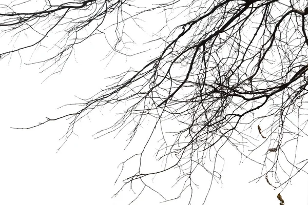 Мертвые Ветви Силуэт Мертвое Дерево Сухое Дерево Белом Фоне Обрезкой — стоковое фото