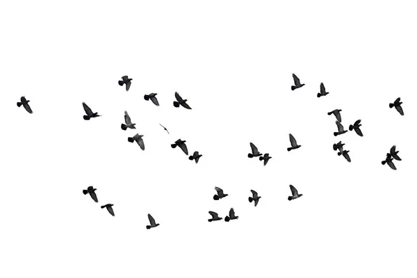 Flocks Flying Pigeons Isolated White Background Clipping Path Royalty Free Stock Images