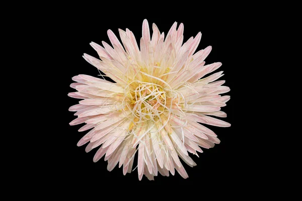 Gerbera Blüht Isoliert Auf Schwarzem Hintergrund Sparen Mit Schnittpfad — Stockfoto